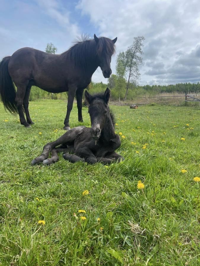 Idylliskt Hus Med Sjoeutsikt. Villa Osthammar Luaran gambar